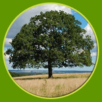 Андрей Голубев, менеджер по бизнес процессам Лаборатории Касперского, инструктор по йоге OUM.RU, Москва (заочное участие, сертификат о посадке дерева)